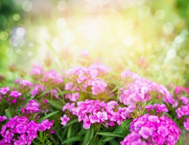 Pembe karanfil çiçek