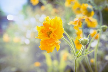Yellow Geum flowers clipart