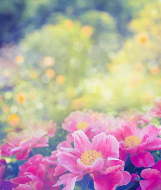 güzel pembe peonies