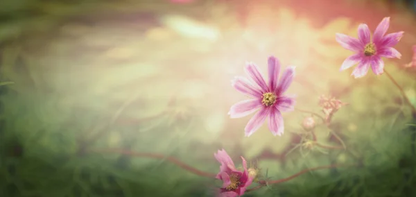 Doğa arka plan üzerinde günbatımı çiçekler — Stok fotoğraf