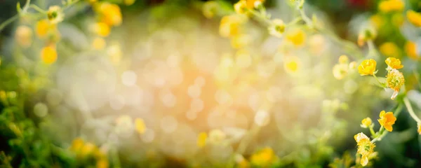 Borrosa naturaleza de verano de fondo — Foto de Stock