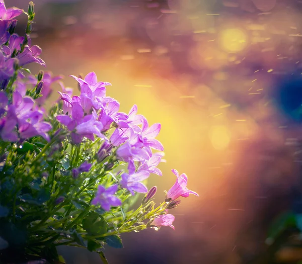 ブルーベルの花、自然の背景 — ストック写真