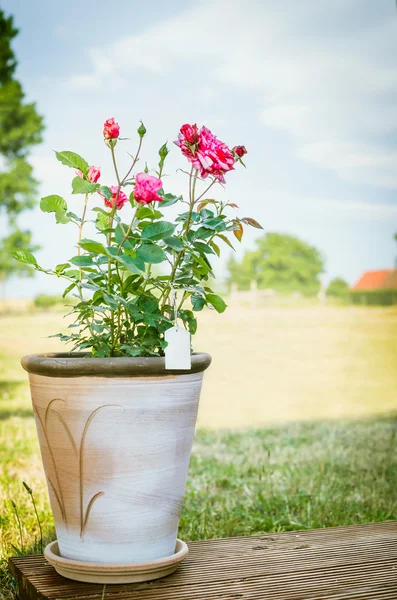 Rose bush in flower pot — Stock Photo, Image