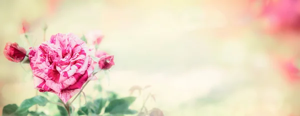 Смугаста троянда на розмитому фоні природи — стокове фото