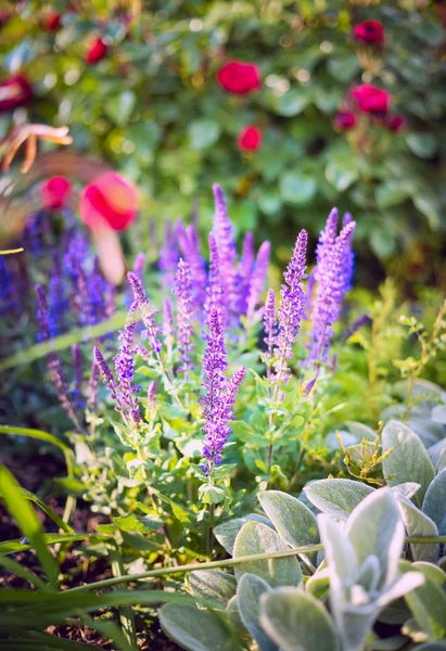 Στο ηλιόλουστο κήπο και λουλούδια φασκόμηλου — Φωτογραφία Αρχείου
