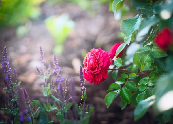 Rode roos en salie bloemen — Stockfoto