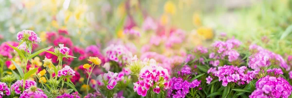 Dianthus flowers on blurred background — Stock Photo, Image