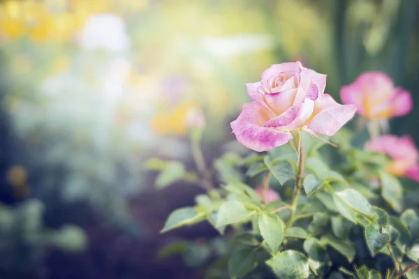 Bleke roze roos — Stockfoto