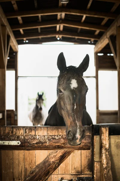 Young beautiful horse — Stock Photo, Image