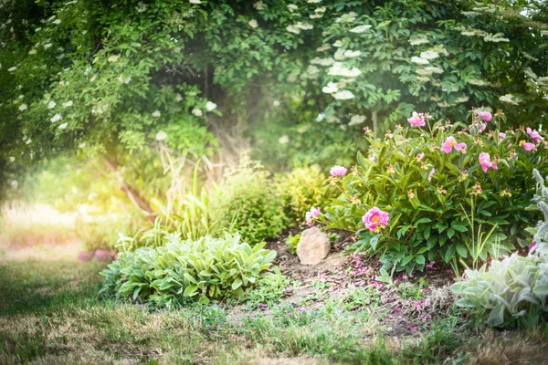 Peony bush in garden — Stock Photo, Image