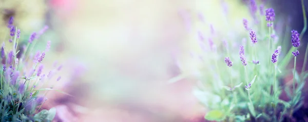 Flores de lavanda fina — Foto de Stock