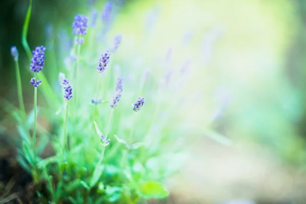 Flores finas de lavanda — Fotografia de Stock