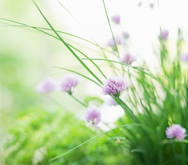 Blomstrende purløg planter - Stock-foto