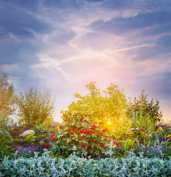 Sunset evening in flowers garden — Stock Photo, Image