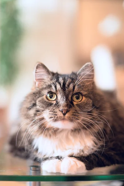 Tjocka fluffiga katten — Stockfoto