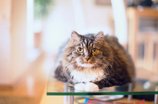 Tjocka fluffiga katten — Stockfoto