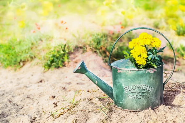 Lata de rega velha com flores — Fotografia de Stock