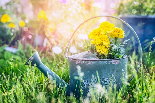 Watering can with flowers — Stock Photo, Image