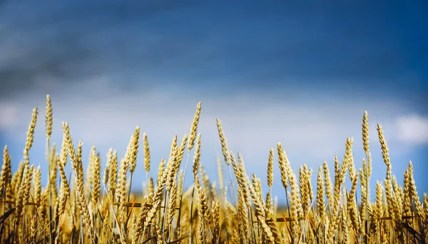 金小麦植株上天空背景 — 图库照片