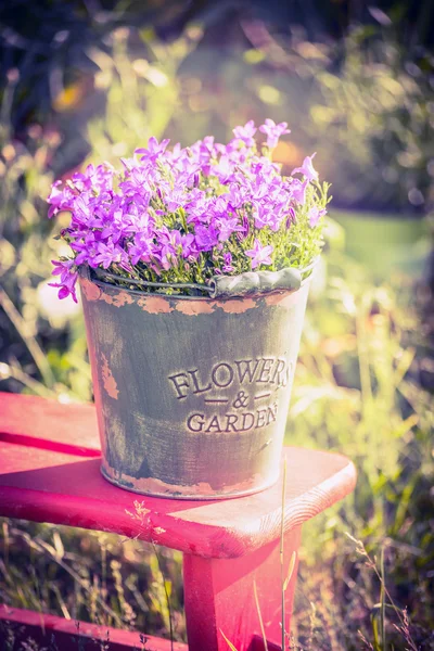 Vintage bucket with campanula flowers — Stock Photo, Image