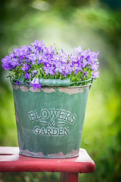 Bucket with garden bluebell flowers — Stock Photo, Image