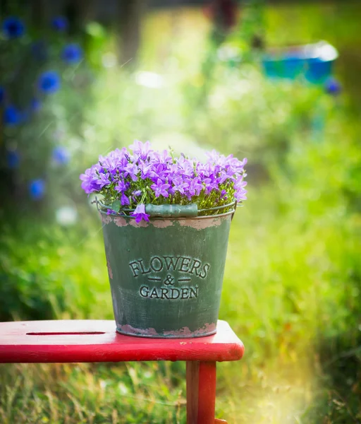 Old green bucket with garden bell flowers — Stock Photo, Image