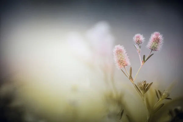 Wild flowers on dusk fog nature background — Stock Photo, Image