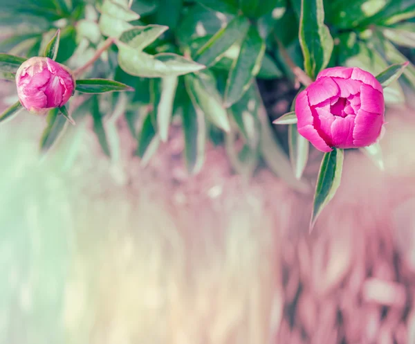 Bourgeons roses de pivoine — Photo