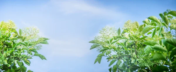 Flor de saúco en el fondo del cielo —  Fotos de Stock
