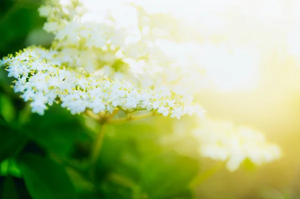 Elder, virágzó a napfény — Stock Fotó