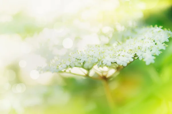 Schöne Holunderblüte — Stockfoto