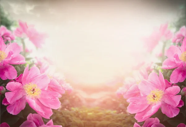 Pink peony on blurred background — Stock Photo, Image