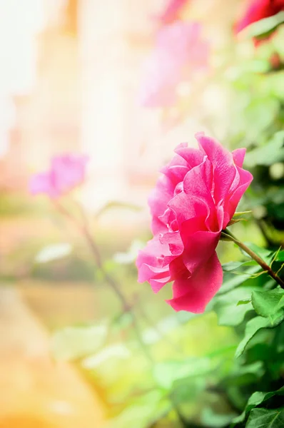 Pink rose on sunny day — Stock Photo, Image