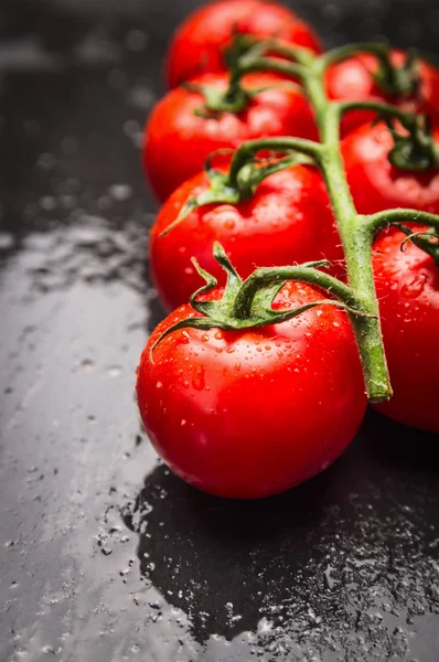 Wet tomatoes branch — Stock Photo, Image