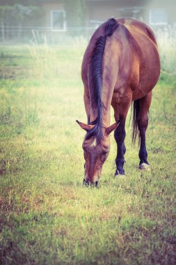 kahverengi at otlatma 