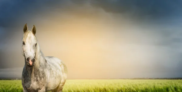 White horse op zomer natuur achtergrond — Stockfoto