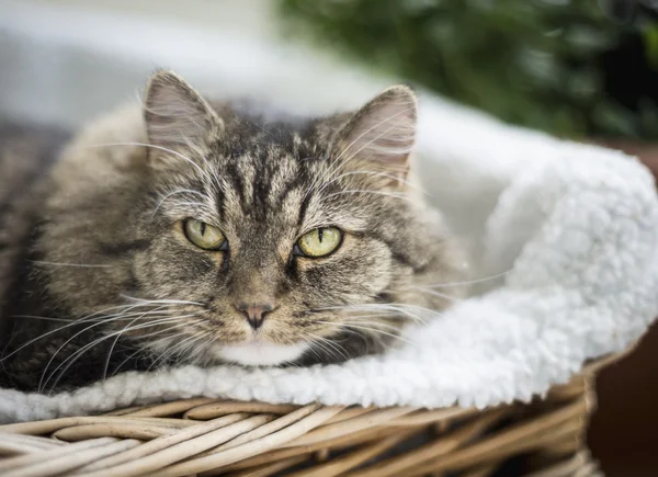 Fluffy cat in couch — Stock Photo, Image