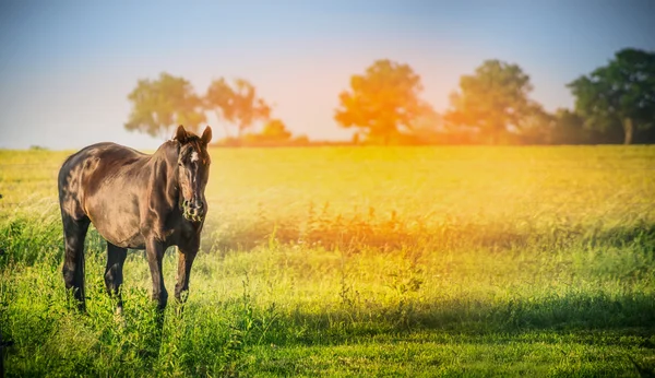 Svart häst på sommaren natur bakgrund — Stockfoto