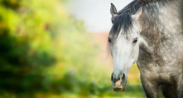 Szürke ló a nyári természeti háttér — Stock Fotó