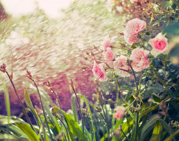 Lichtroze rozen — Stockfoto