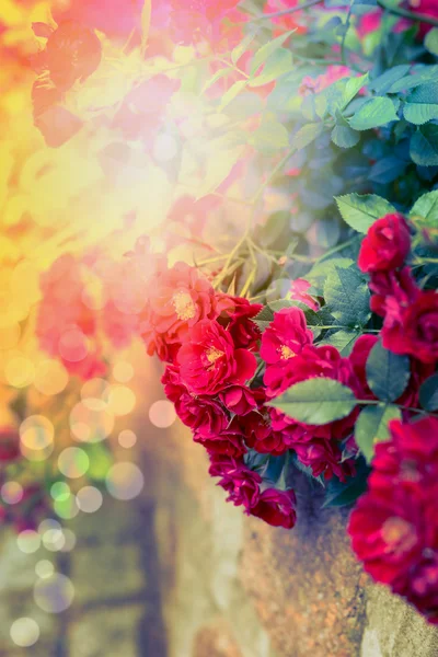 Κόκκινα τριαντάφυλλα στο φως του ήλιου — Φωτογραφία Αρχείου