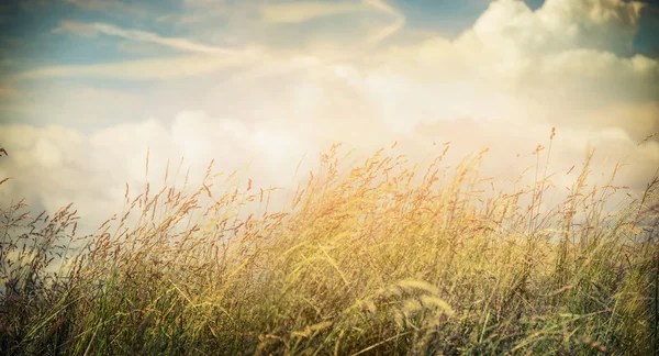 Летняя или осенняя трава — стоковое фото