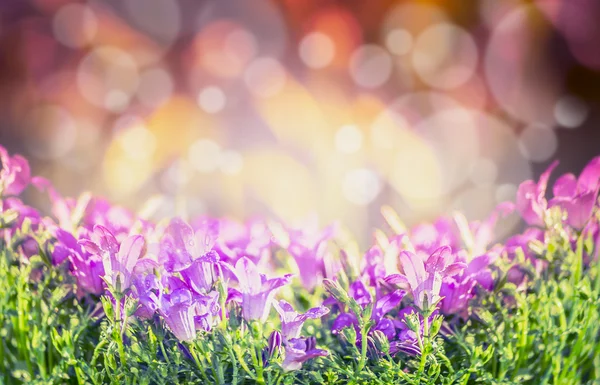 Bluebell kwiaty na tle natura niewyraźne — Zdjęcie stockowe