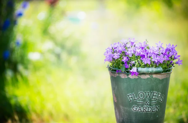 Bluebell flowers in bucket — Stock Photo, Image