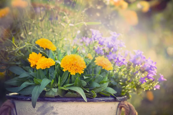 Flores de jardín amarillas y moradas — Foto de Stock