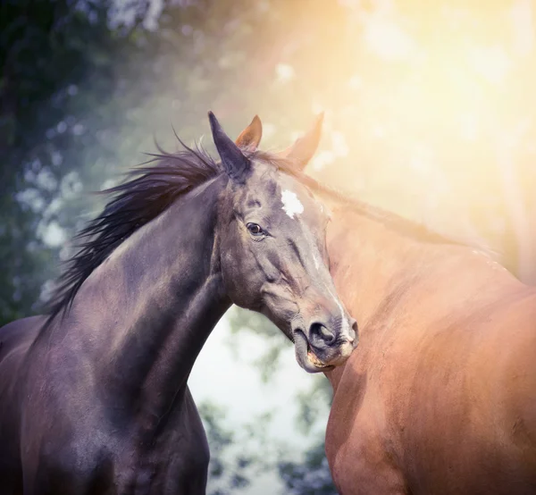 Dwa piękne konie ujeżdżeniowe ciepłej krwi — Zdjęcie stockowe