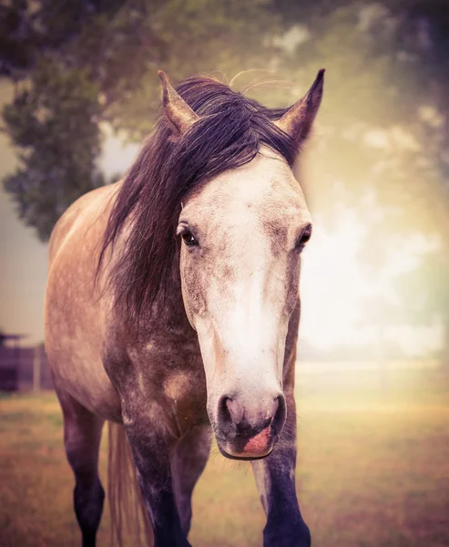 Cavalo cinza no outono natureza fundo — Fotografia de Stock