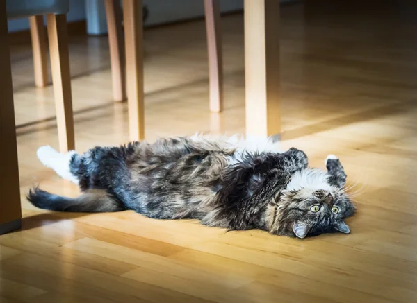 Gatto domestico sdraiato sul pavimento — Foto Stock
