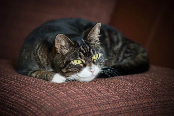 Huskatten soffan — Stockfoto
