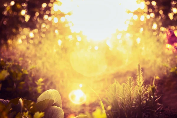 Розмита захід сонця сад — стокове фото